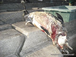 SNH12006.jpg